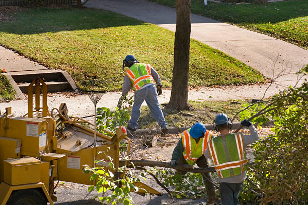 How Our Tree Care Process Works  in  West End Cobb Town, AL